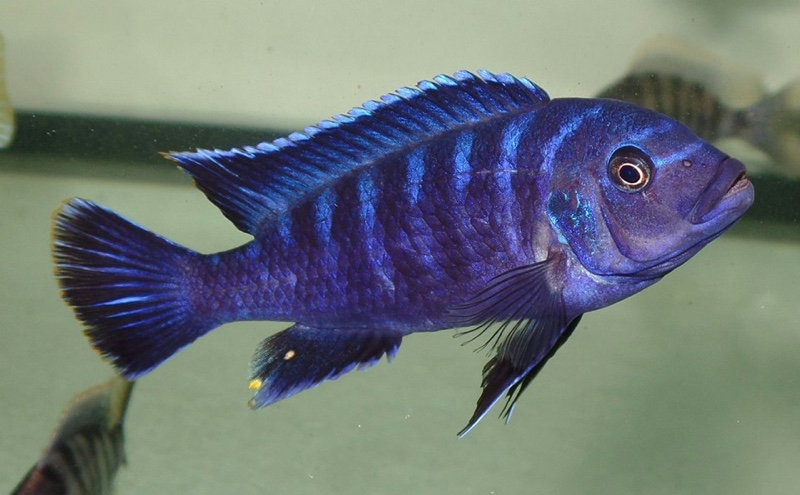 Maylandia sp. 'dolphin' Manda